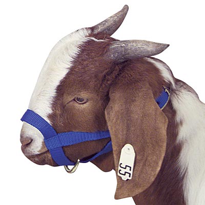 Goat Halter - Healthber