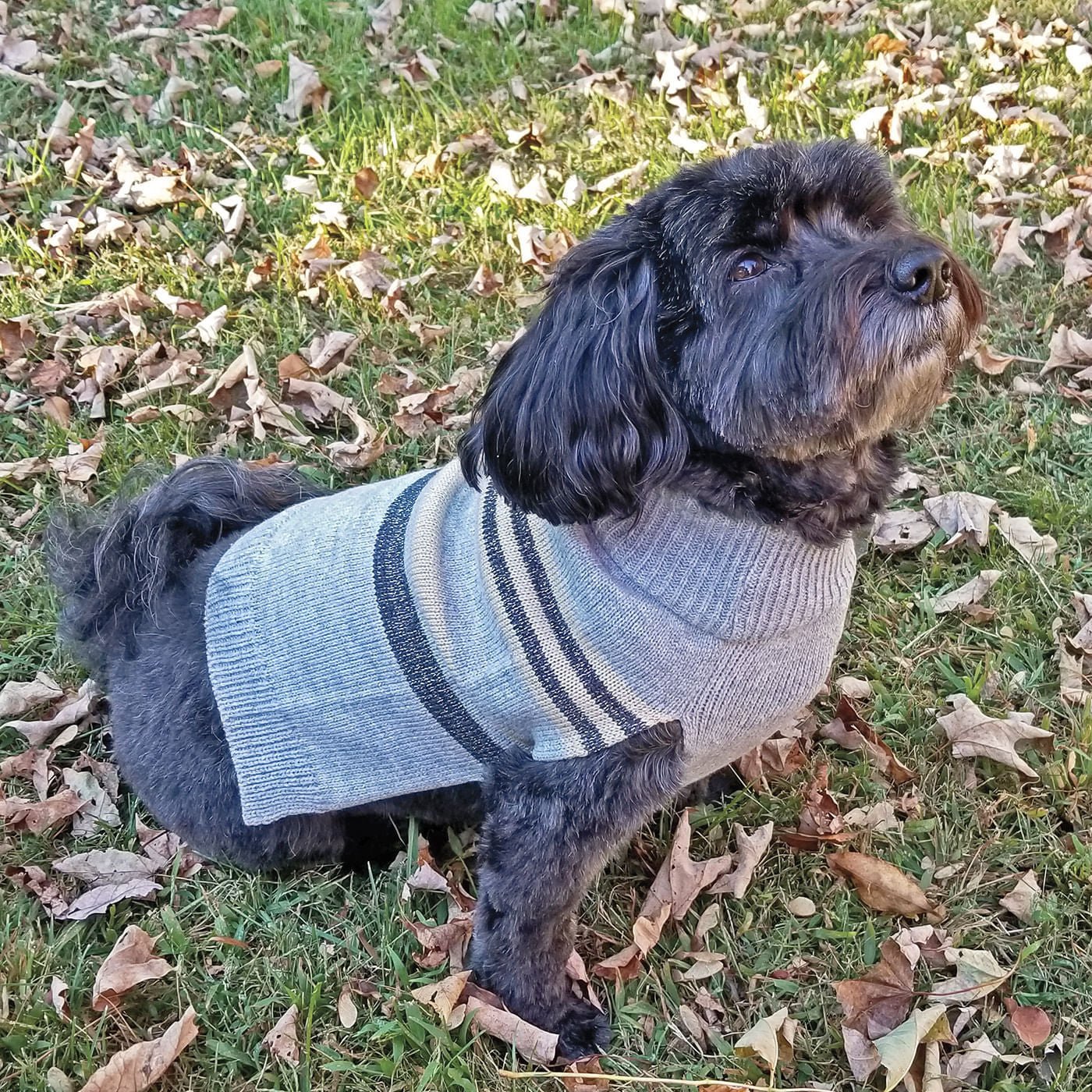 Shimmer Stripes Dog Sweater - Healthber