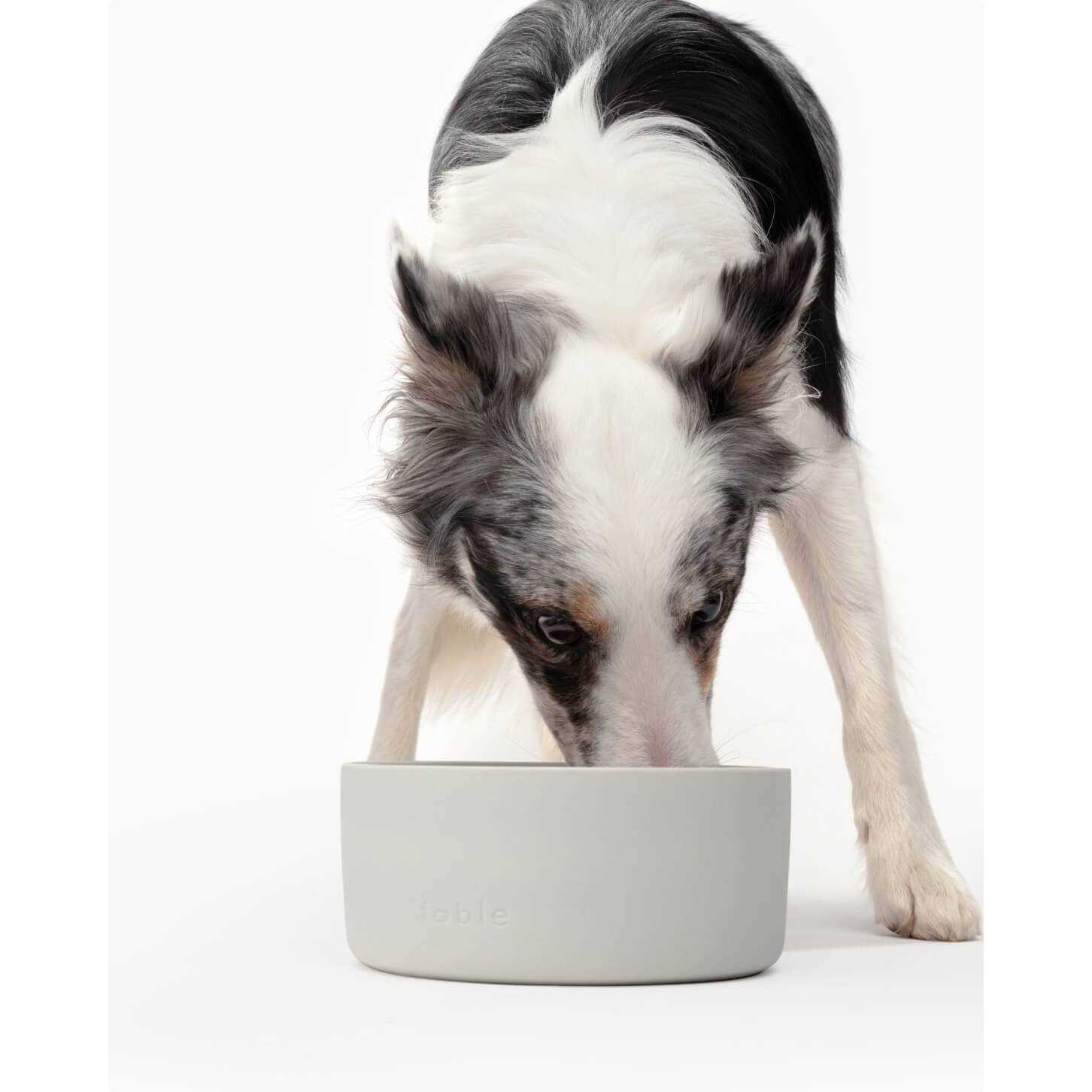 Signature Bowl Fable Pets - Healthber