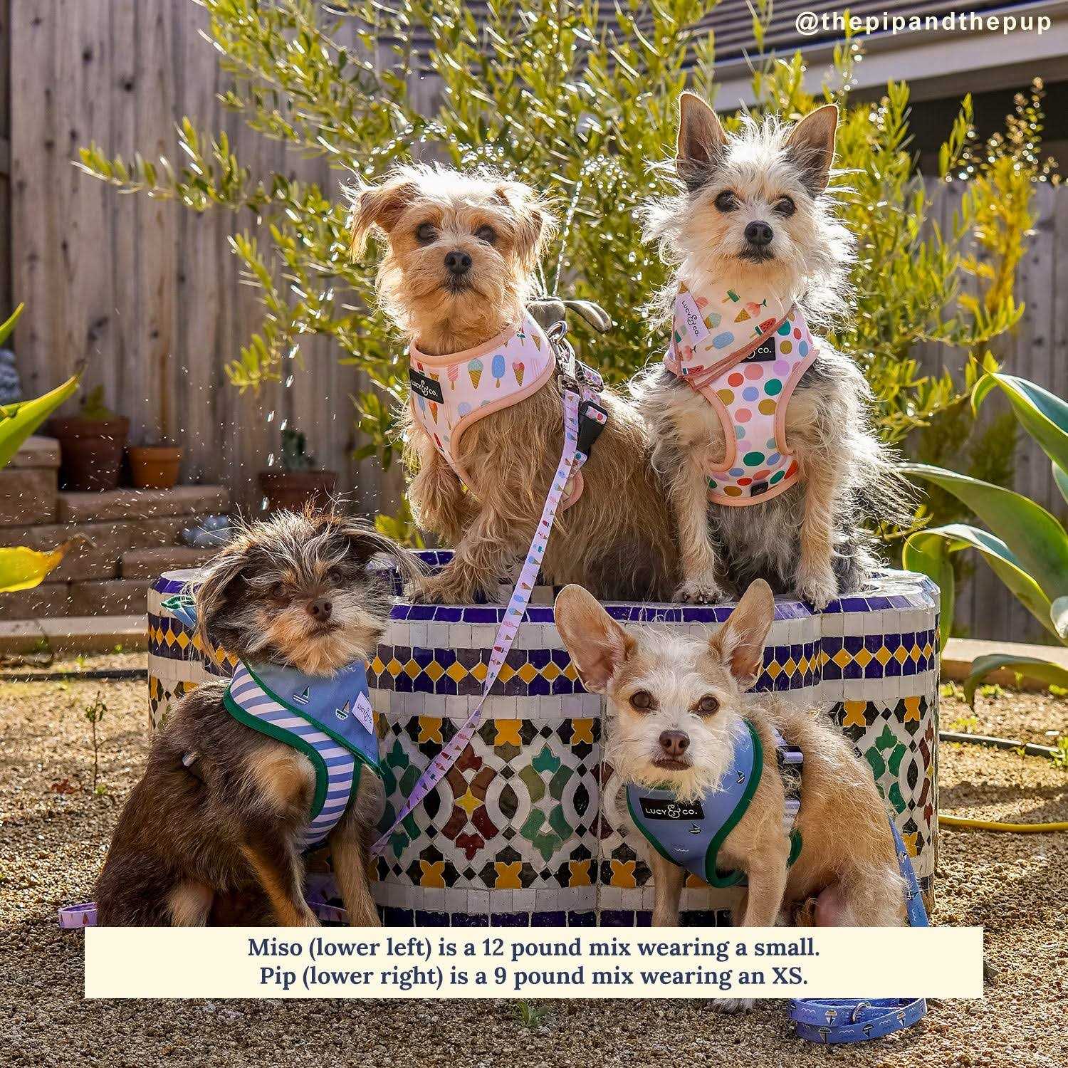 Reversible Harness Harness - Healthber