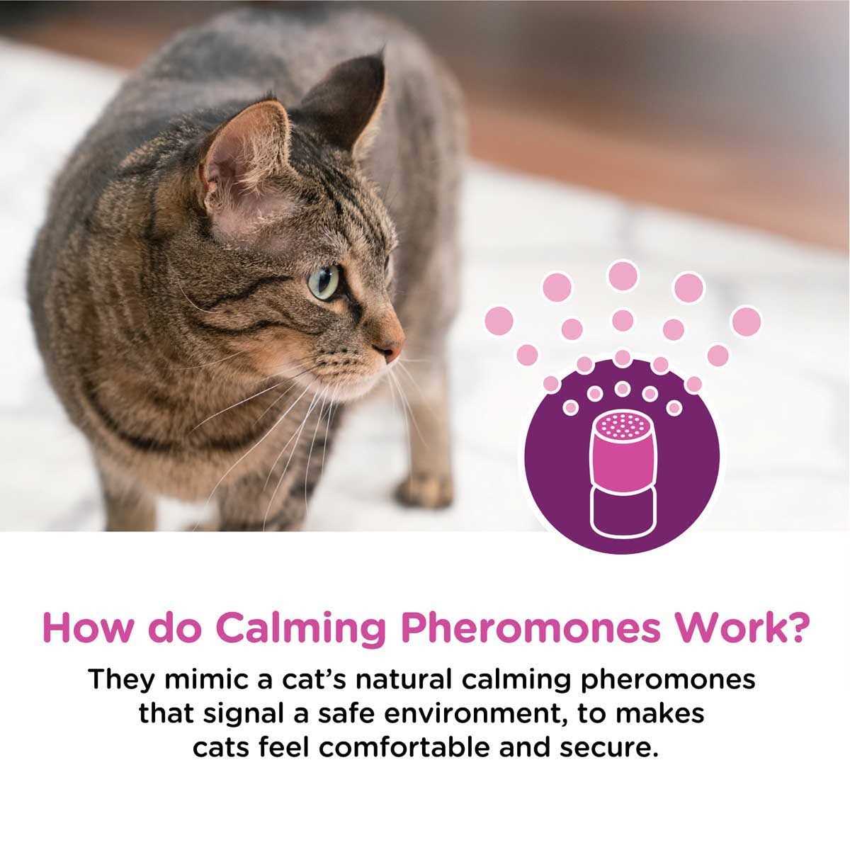 Comfort Zone Calming Diffuser Kit - Healthber