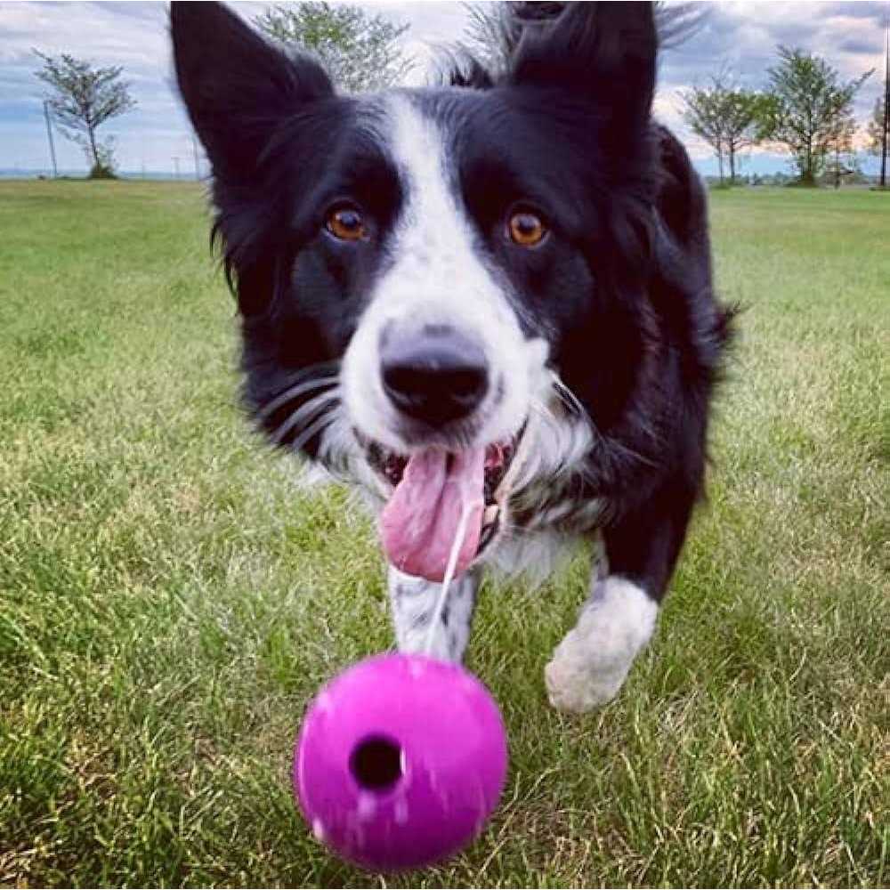 Chew King Fetch Balls Extremely Durable Natural Rubber Toy - Healthber