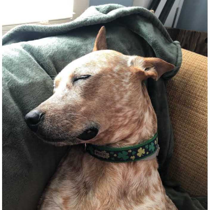 Dog Collar Lucky Shamrock - Healthber