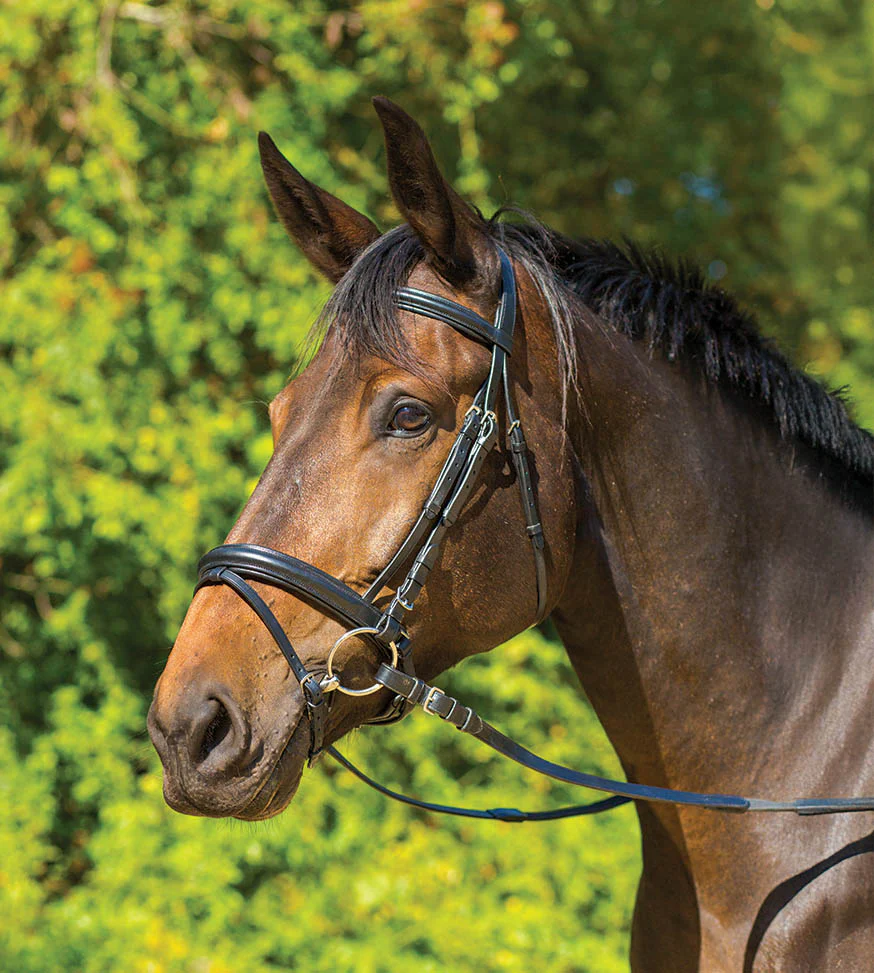 Avignon Aspen Dressage Bridle - Healthber