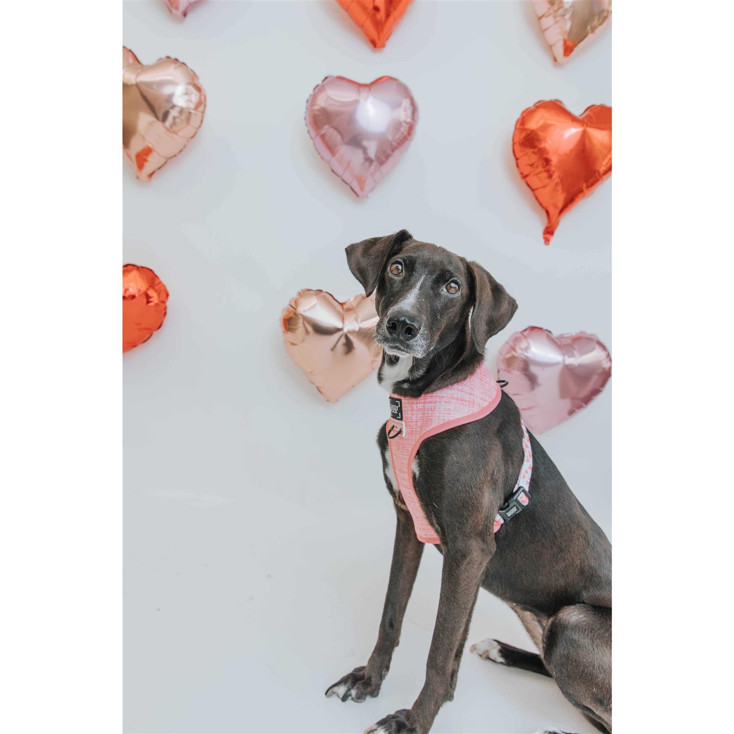 Dog Reversible Harness Sassy Woof - Healthber