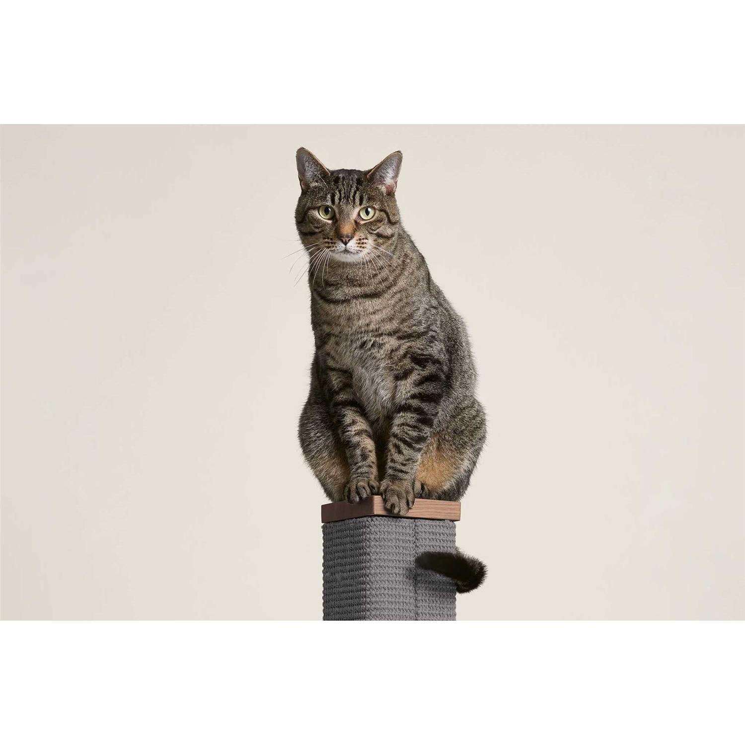 Tall Modern Scratching Post by tuft + paw Zip and Sisal Extra Tall 36 inches - Healthber