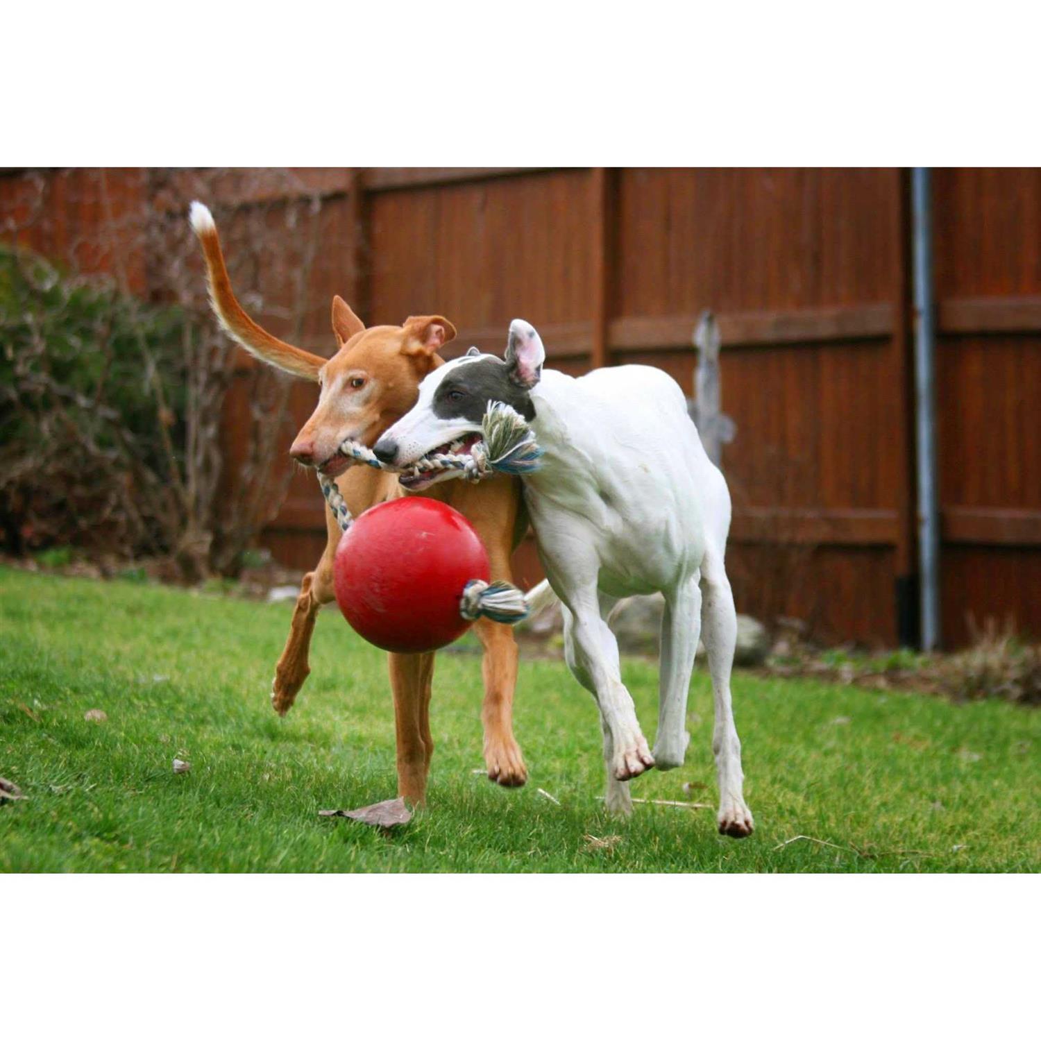 Jolly Pets Romp n Roll - Healthber