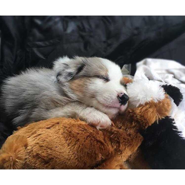 Snuggle Puppy Behavioral Aid Toy - Healthber