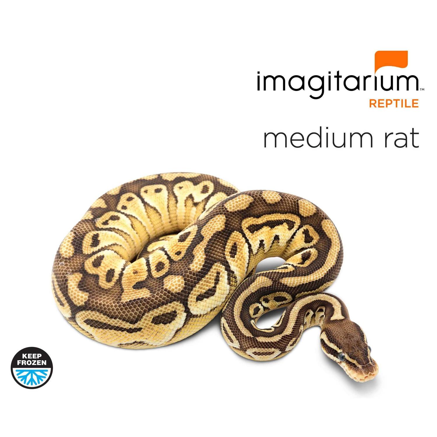 Frozen Medium Rat - Healthber