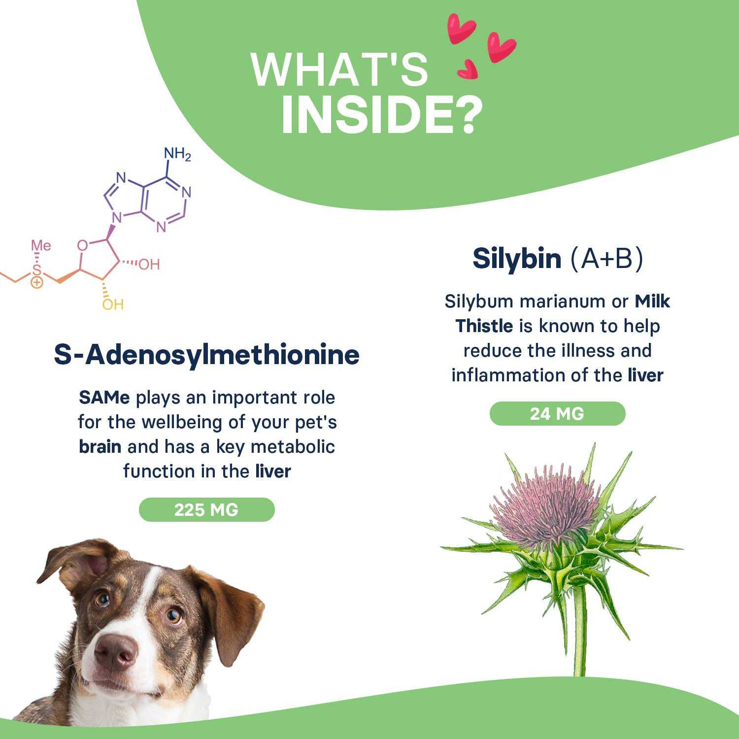 Silymarin Advanced Dogs and 30 tablets - Healthber