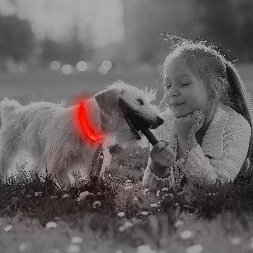 BSEEN Light Dog Collars Rechargeable LED Dog Collar Collar - Healthber