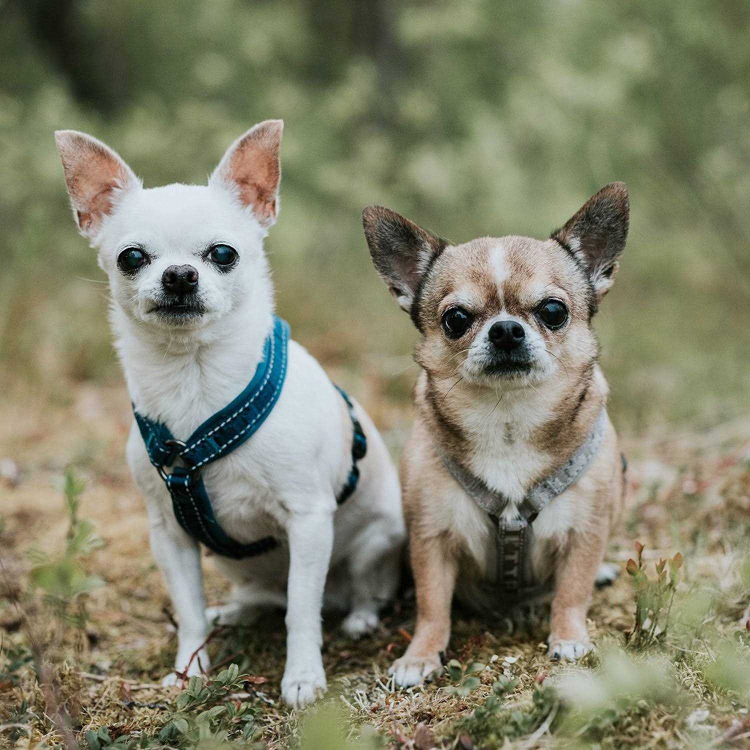 Hurtta Casual Padded Dog Y Harness - Healthber