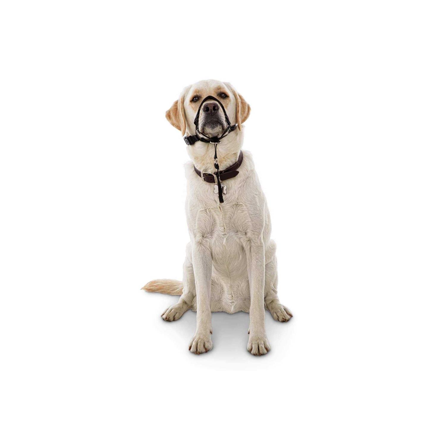 EveryYay Head Halter - Healthber