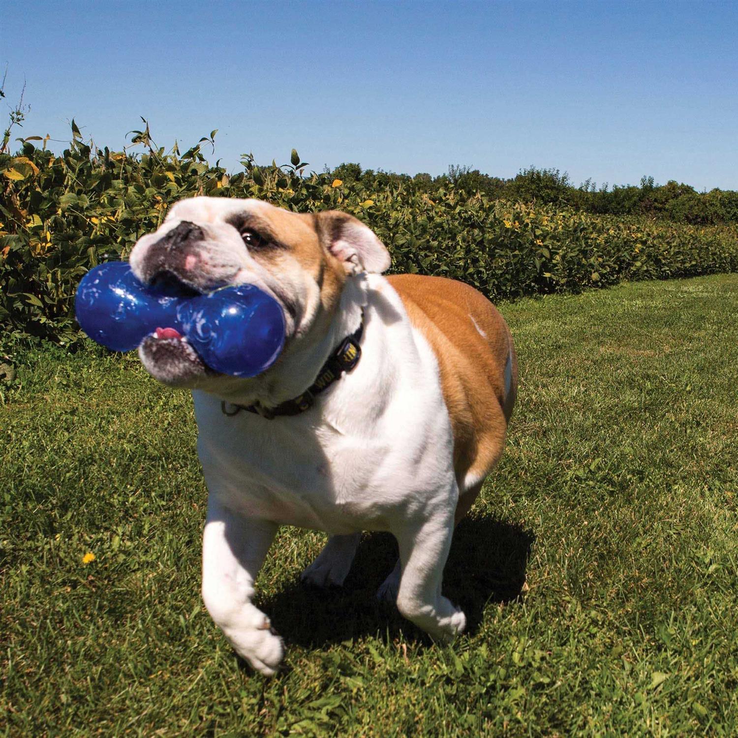 KONG Squeezz Dumbbell Dog Toy - Healthber