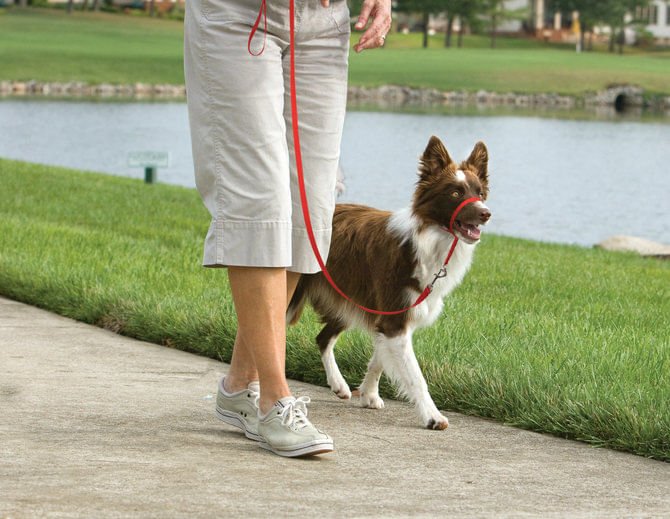 Gentle Leader Headcollar, Medium (25-60 lb) - Healthber