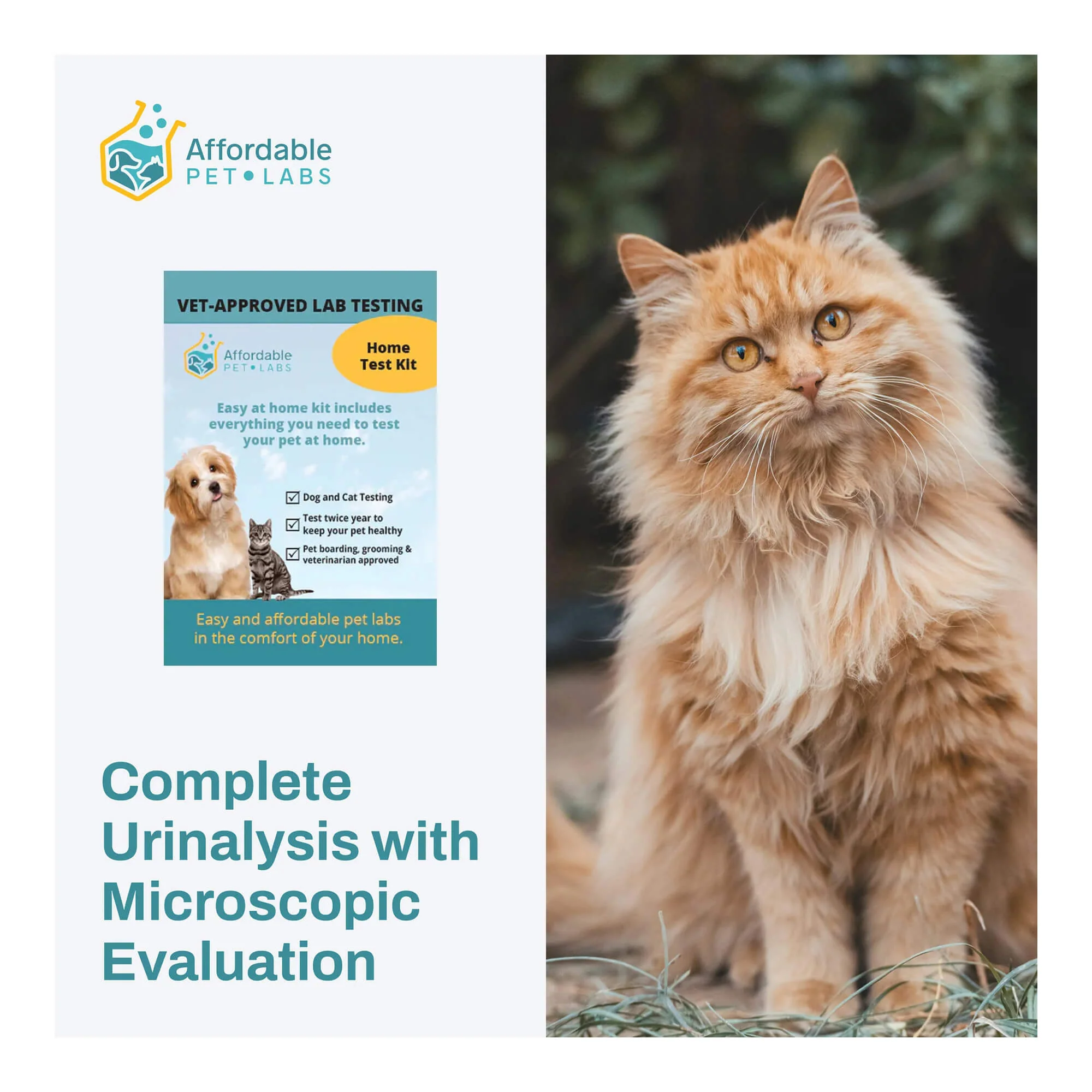 Affordable Pet Labs - Complete Urinalysis with Microscopic Evaluation For Cats, Easy Home Test Kit - Healthber