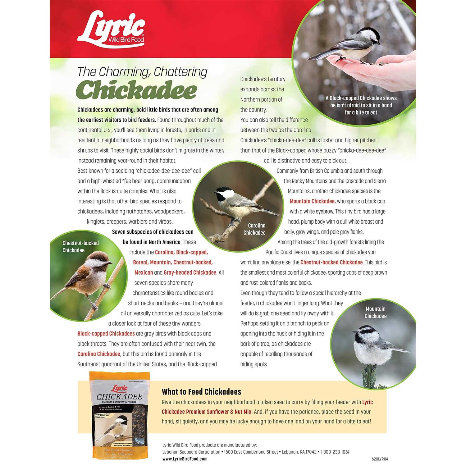 Lyric Chickadee Wild Bird - Healthber