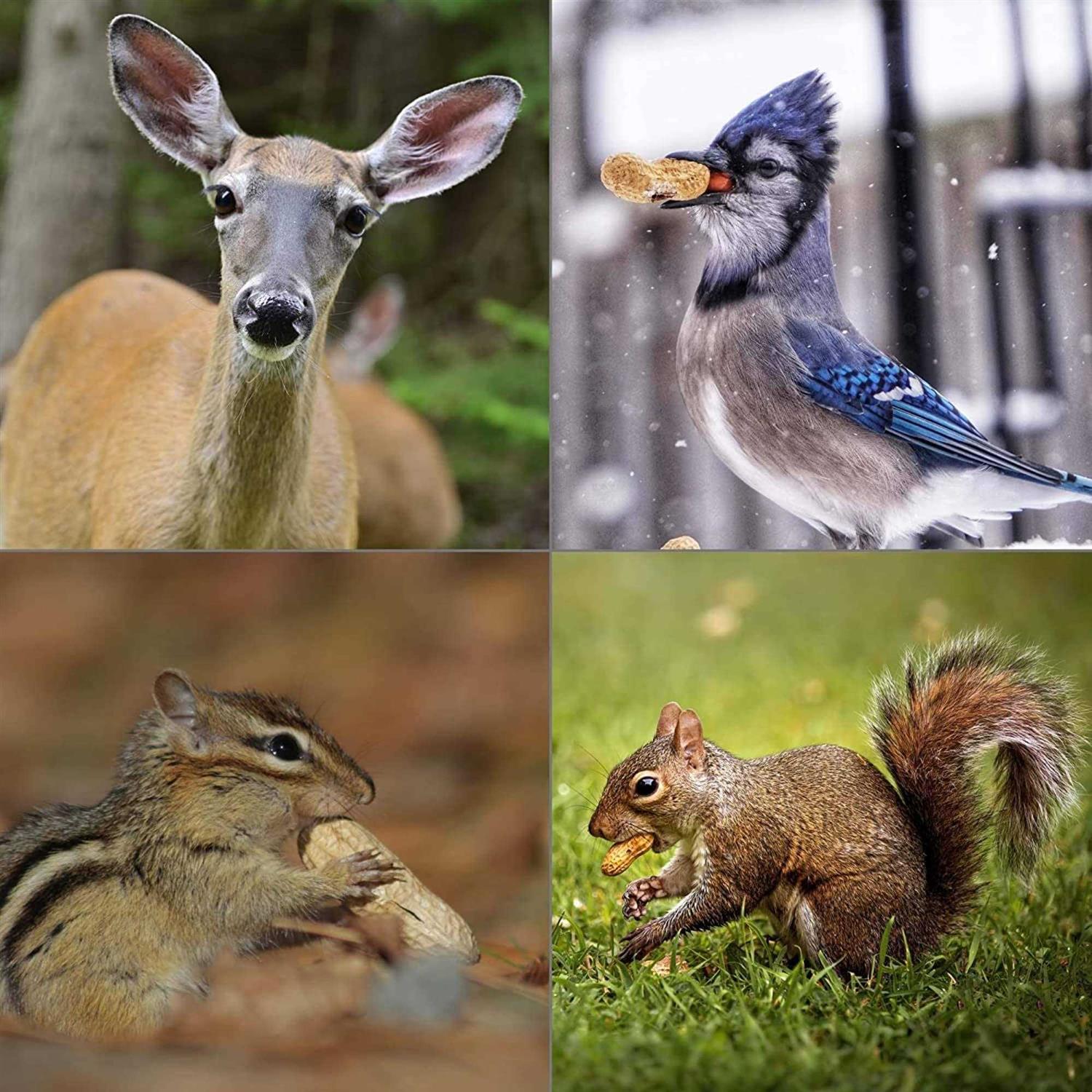 Wildlife Elements Peanut Party In-Shell Peanuts For Birds - Healthber