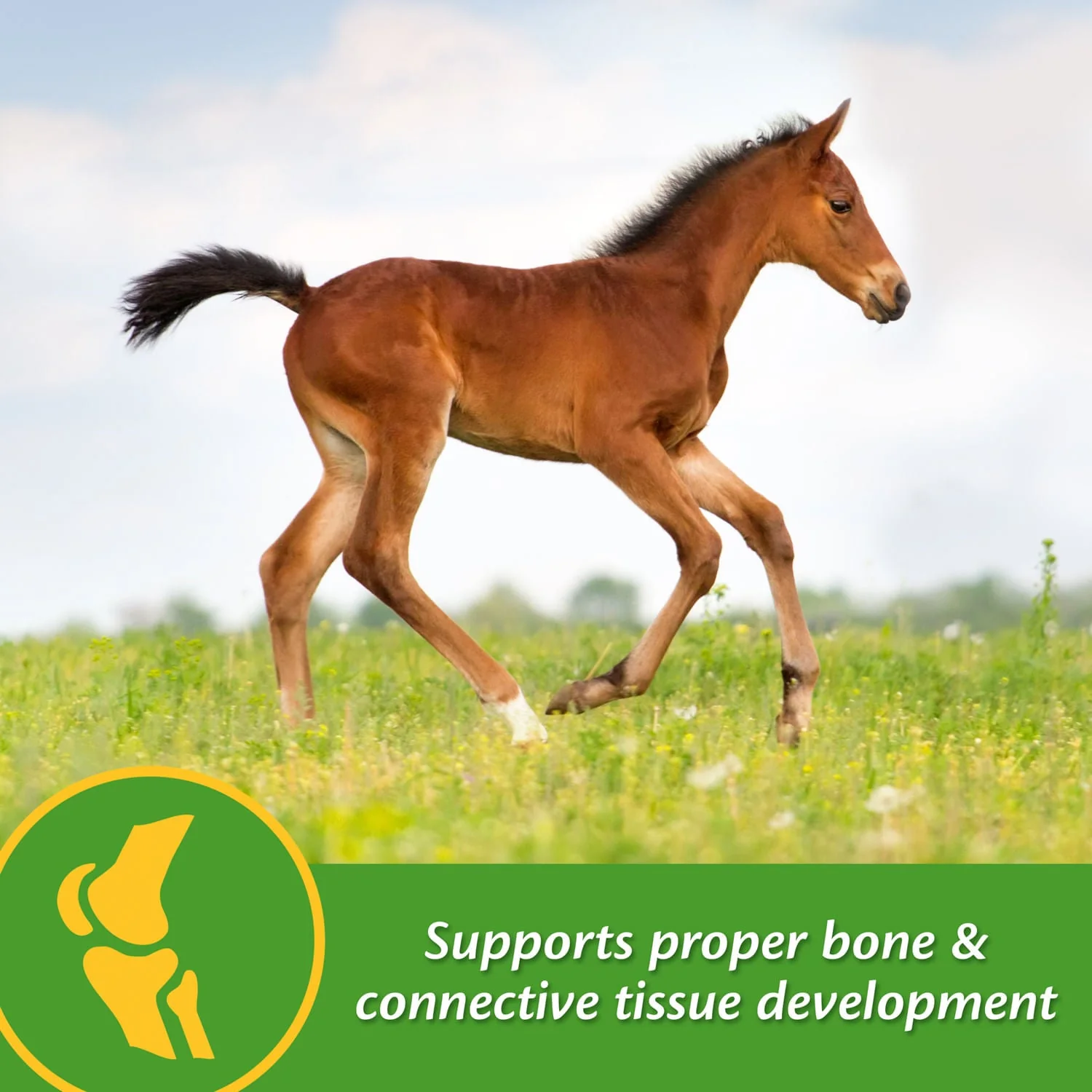 Grow Colt by Farnam - Healthber