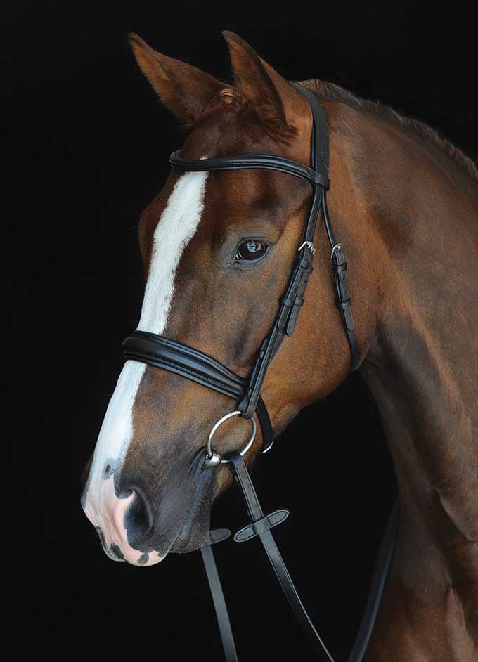 Collegiate Mono Crown Padded Raised Cavesson Bridle - Healthber