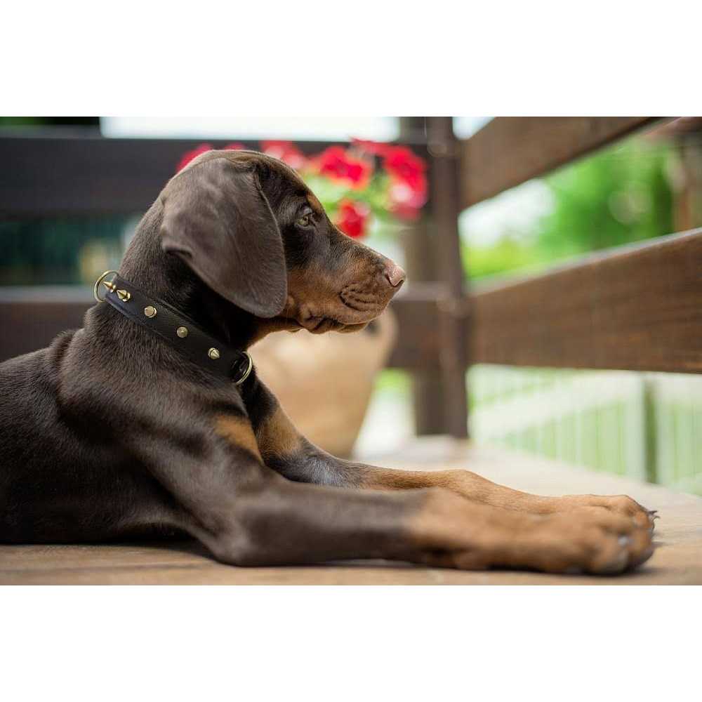 Rotterdam Dog Collar Spiked - Healthber