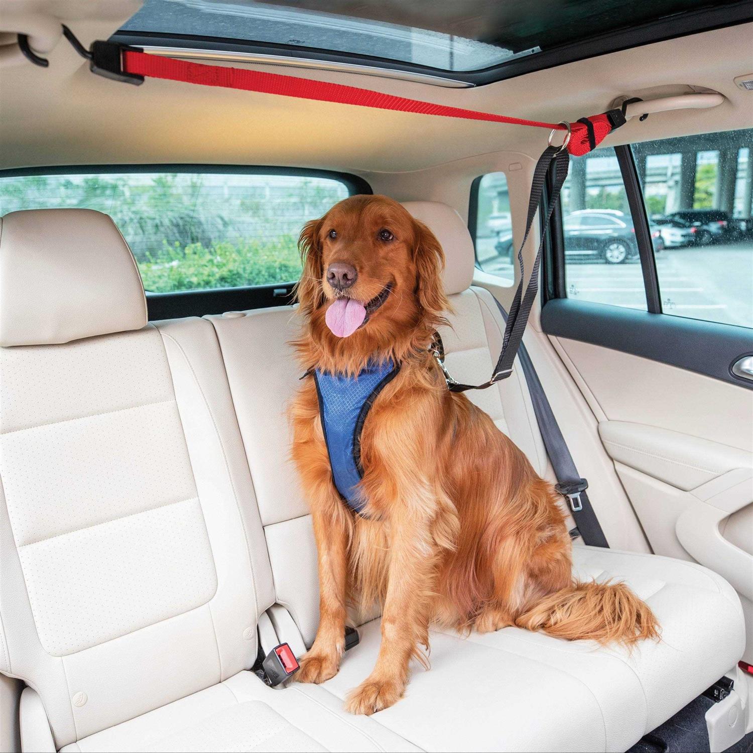 PetSafe Happy Ride Dog Zipline - Healthber