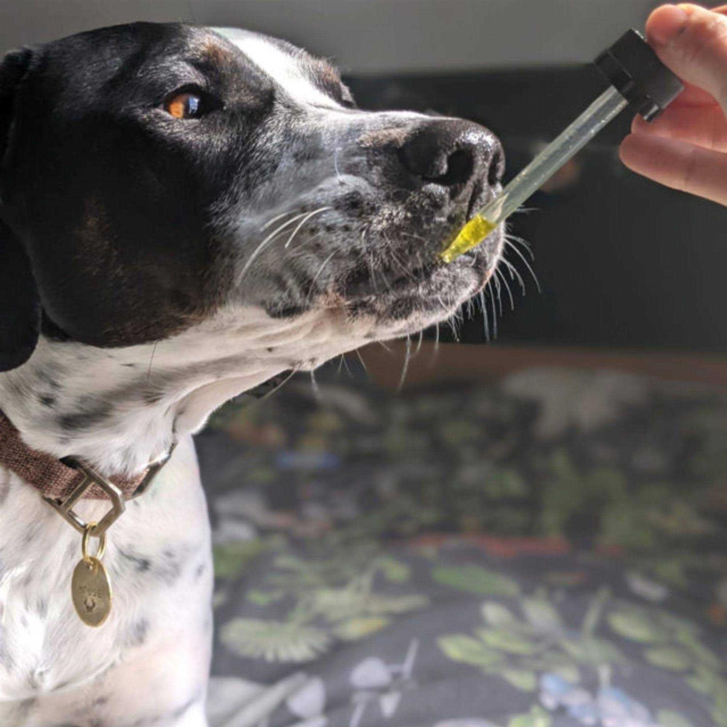 Hemp Well Calm Dog - Healthber