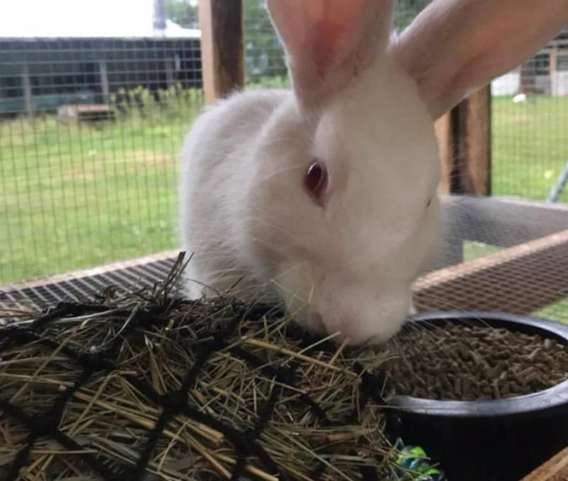 Hay Chix Fun Foraging Net - Healthber