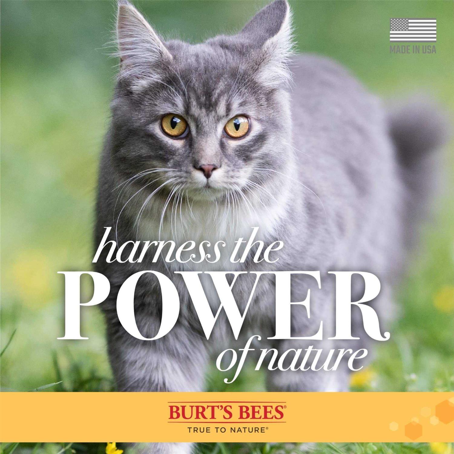 Burt’s Bees Waterless Shampoo for Cats with Apple & Honey - Healthber