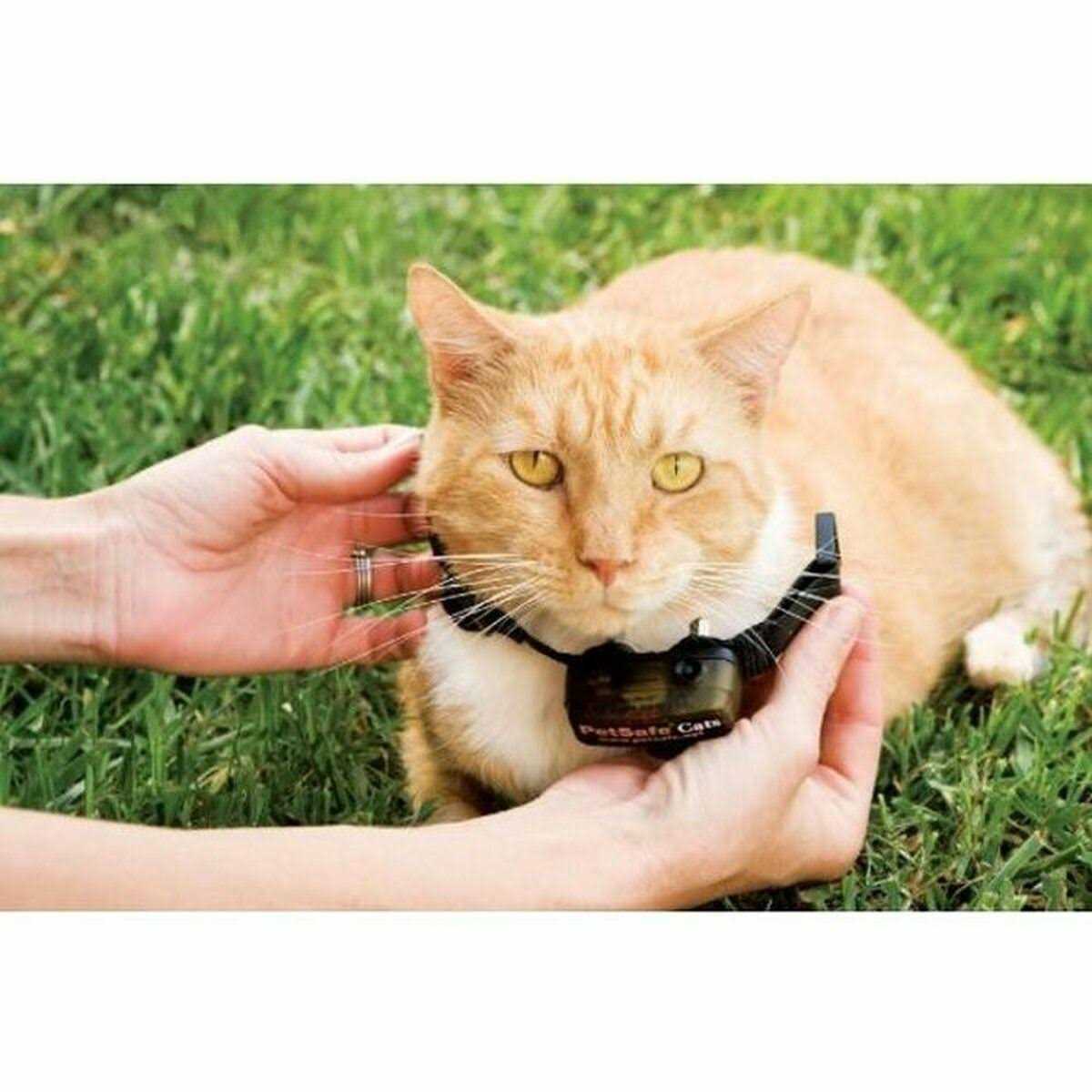 PetSafe In-Ground Cat Fence Receiver Collar - Healthber