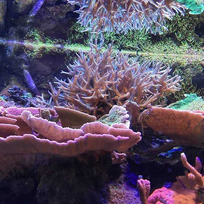 SEACHEM REEF ZOOPLANKTON - Healthber