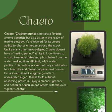 Shore Aquatic Super Clean Chaeto - Healthber