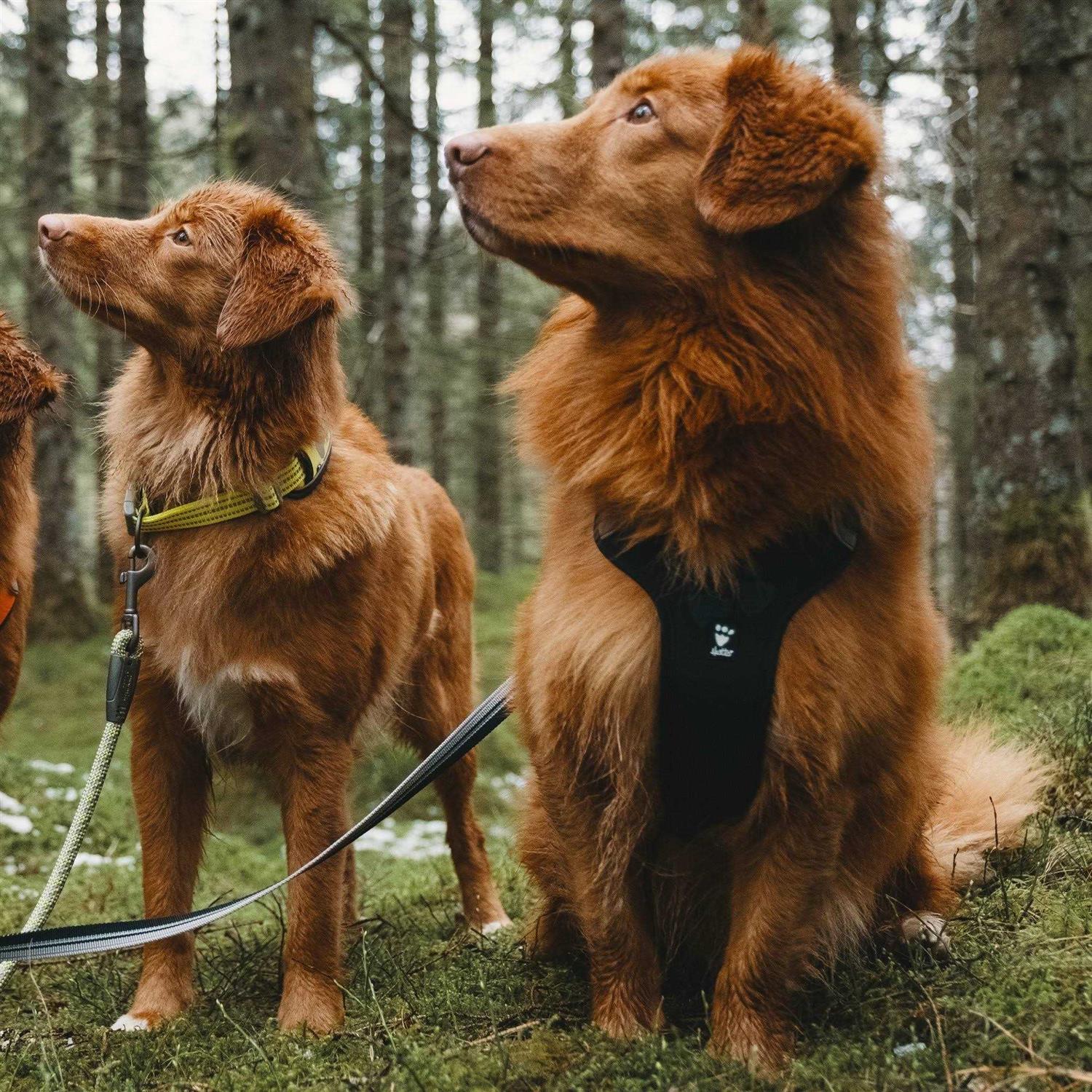 Hurtta Weekend Warrior Dog Harness - Healthber