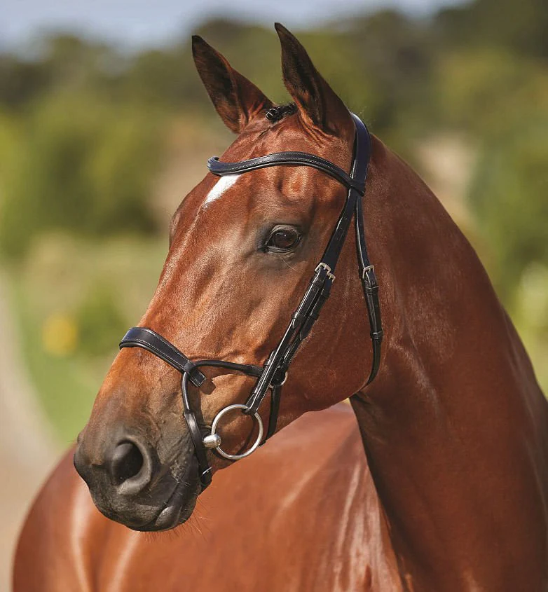 Collegiate ComFITec Training Bridle - Healthber