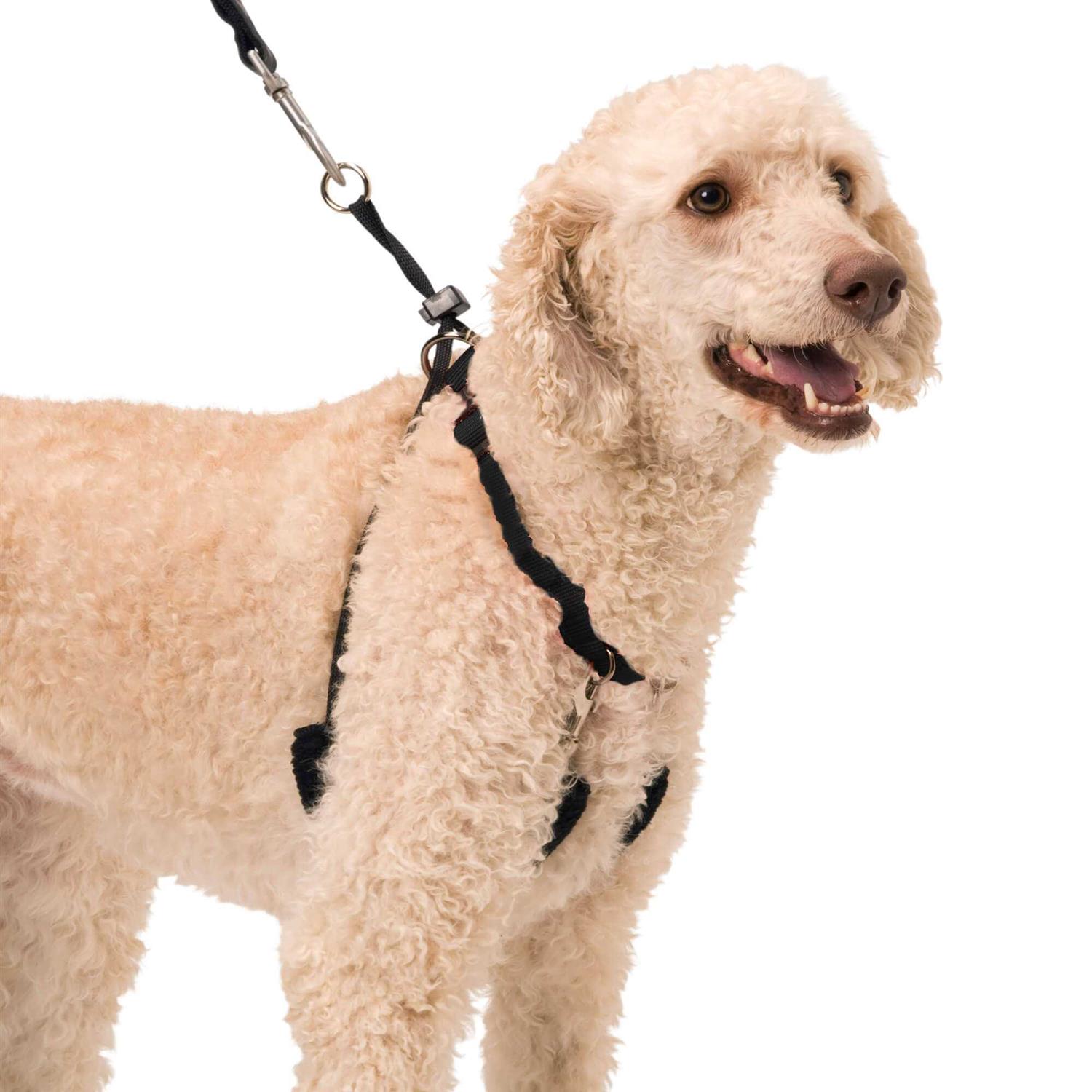 Sporn Halter - Healthber