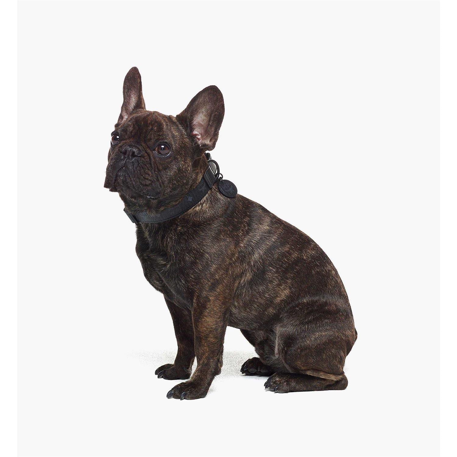 MCM Pet Collar in Visetos - Healthber