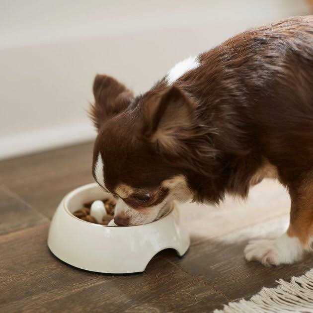 Frisco Melamine Slow Feed Dog & Cat Bowl with Gold Trim - Healthber