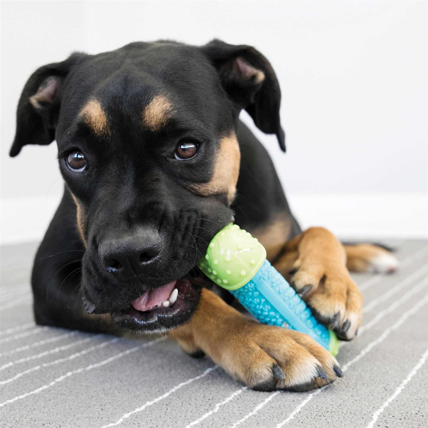 Kong Dental Ball & Teeth Cleaning Gel Dog Toy - Healthber