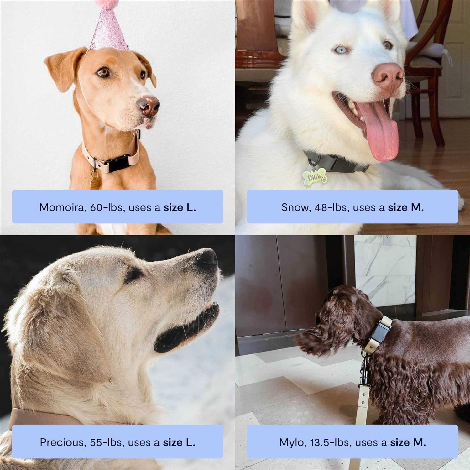 Fable Pets Signature Dog Collar - Healthber