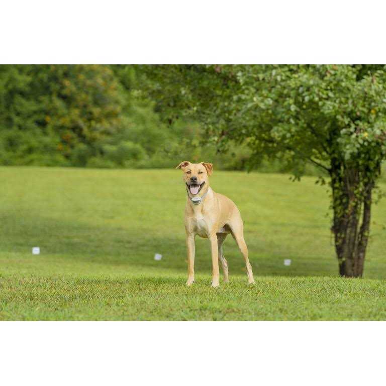 PetSafe Classic In-Ground Fence - Healthber
