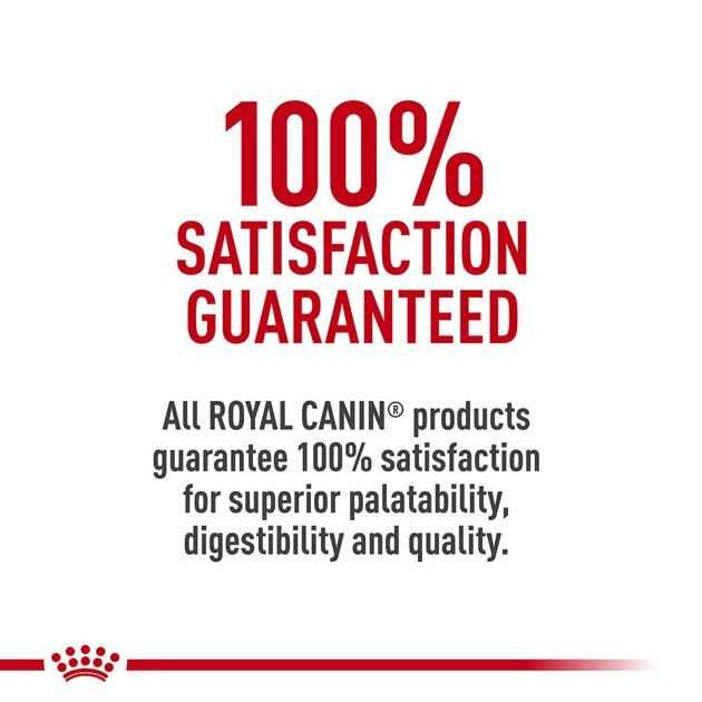 Royal Canin Feline Breed Nutrition Maine Coon Dry Cat Food - Healthber