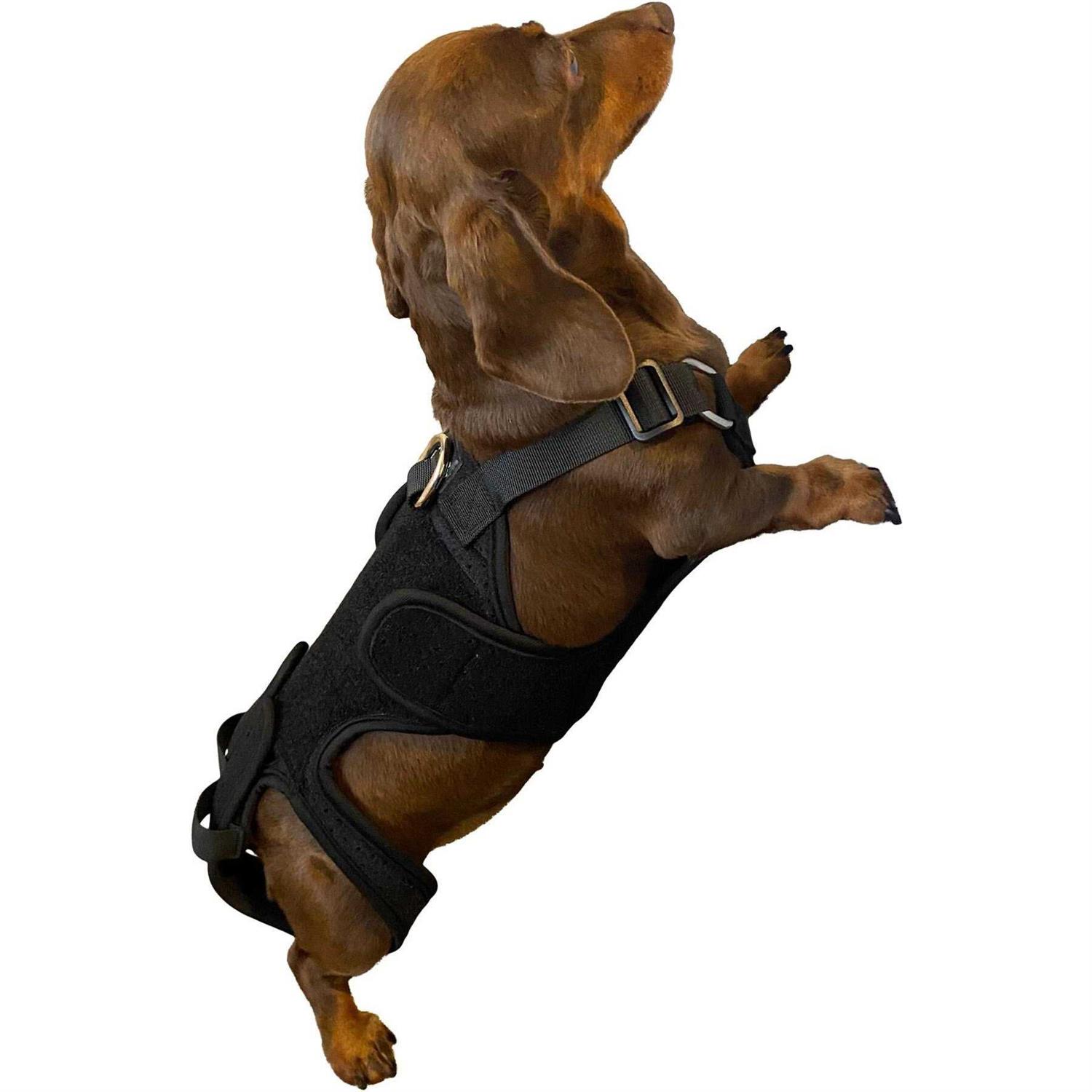 Labra Dog Canine K9 Back Brace IVDD Spine Pain & Spinal Injury - Healthber