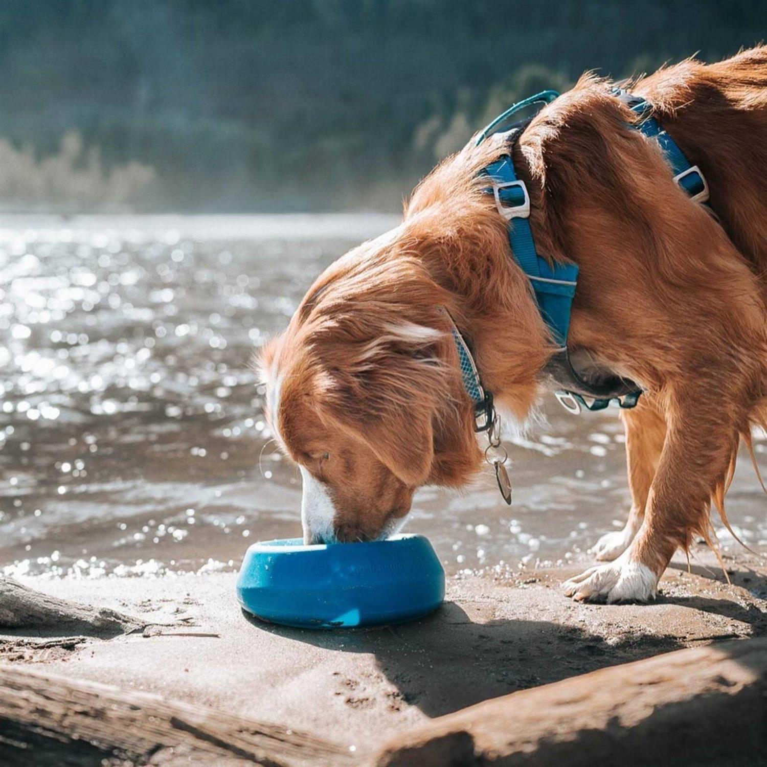Kurgo Splash Free Wander Water Bowl - Healthber