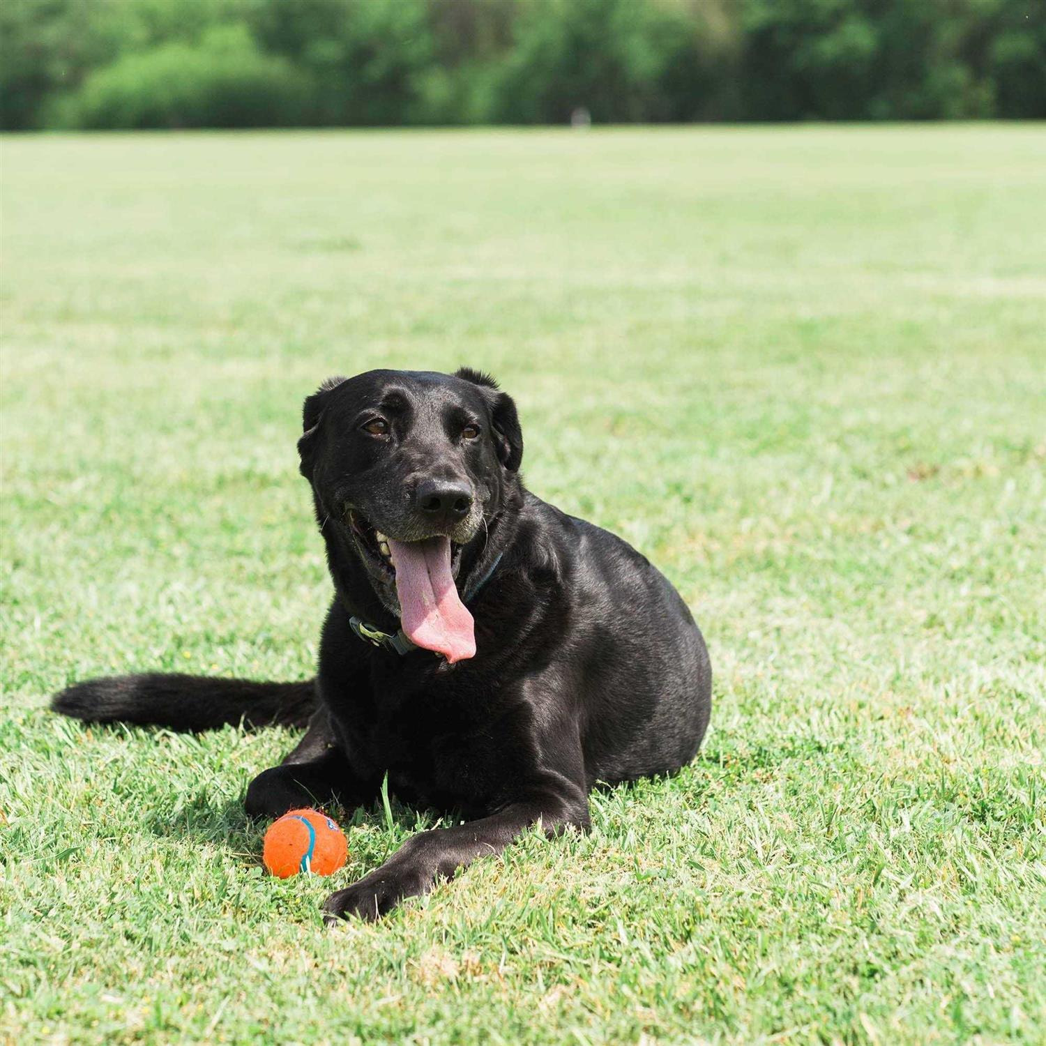Chuckit! Tennis Ball - Healthber
