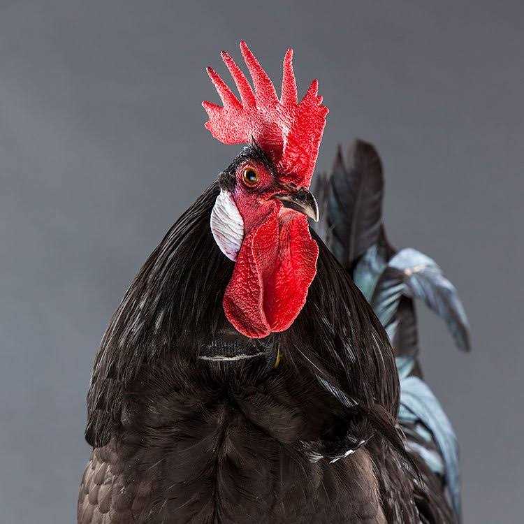 My Pet chicken No-Crow Rooster Collar - Healthber