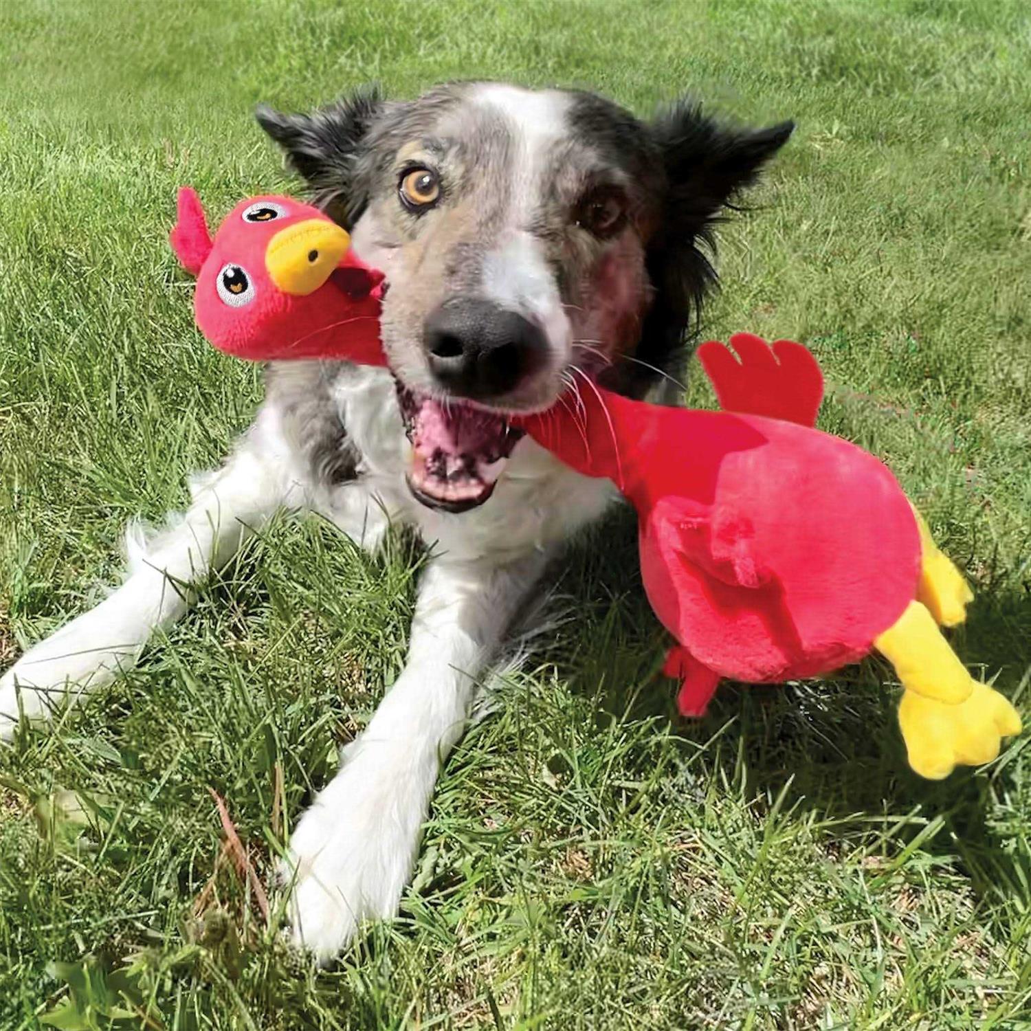 KONG Shakers Bobz Dog Toy Rooster - Healthber