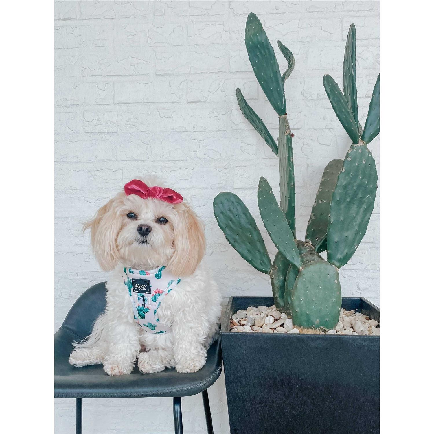 Sassy Woof Adjustable Dog Harness - Healthber