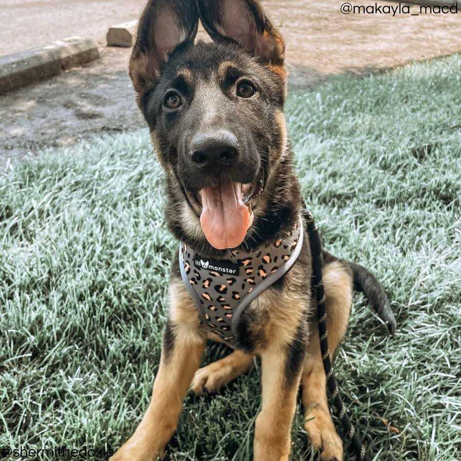 Lil Monster Pets Neoprene Reversible Dog Harness - Healthber