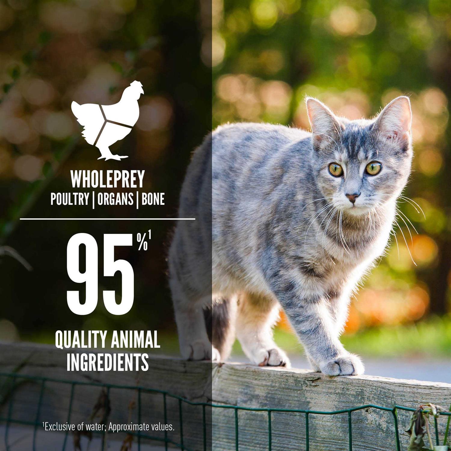 Orijen Entree in Bone Broth Wet Cat Food - Healthber