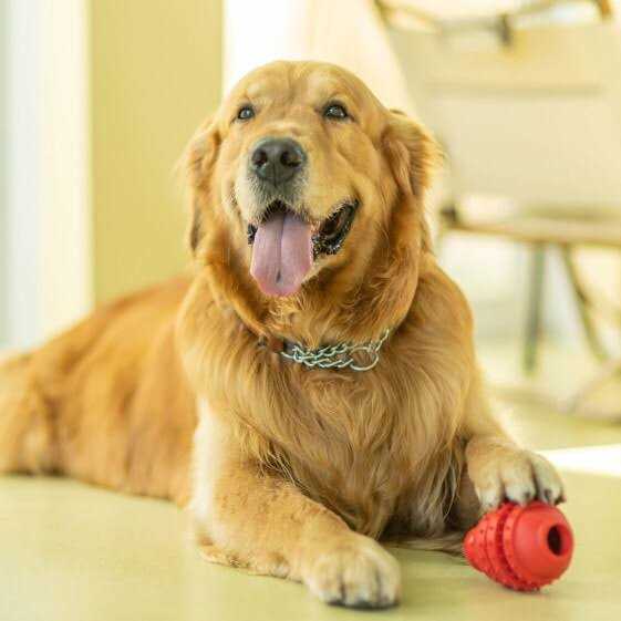 Vibrant Life Treat Buddy Dog Toy - Healthber
